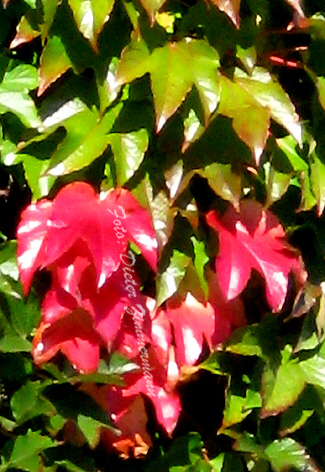 42_wand_herbstblaetter01.jpg