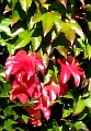 42_wand_herbstblaetter01.jpg
