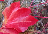 46_buntes_herbstblatt02.jpg