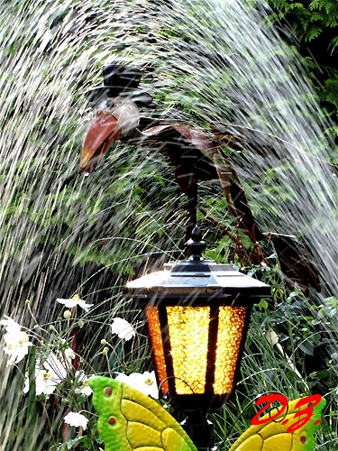 14_geier_im_regen.jpg