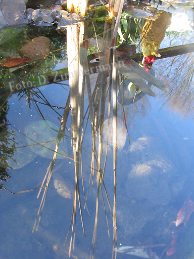 07_spiegelung_im_teich.jpg