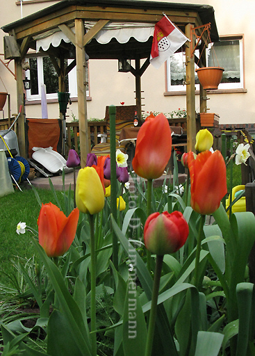 28_laube_tulpen.jpg