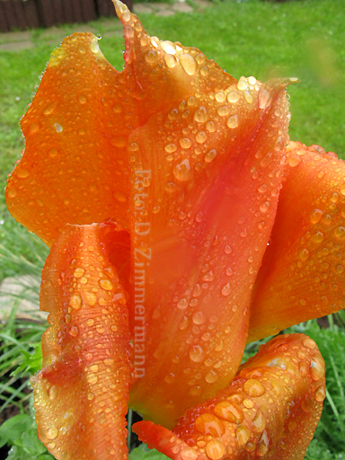 37_tulpe_im_regen.jpg