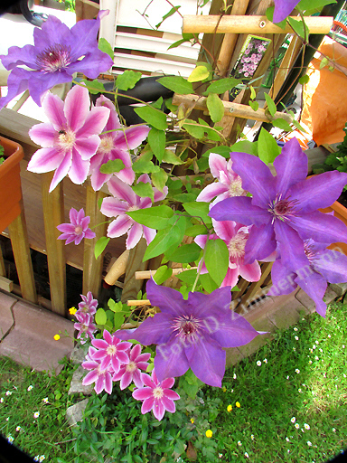 38_clematis_laube.jpg