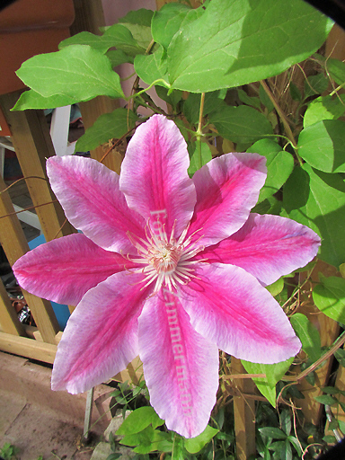 39_clematis.jpg