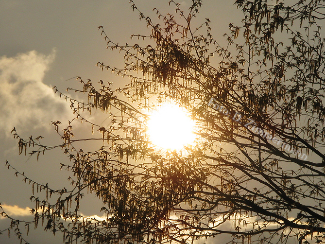 44_sonnenball.jpg