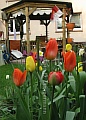 28_laube_tulpen.jpg