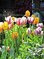 32_tulpen.jpg