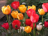 33_tulpen.jpg