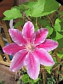 39_clematis.jpg