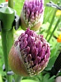 42_alium_zeirlauch.jpg