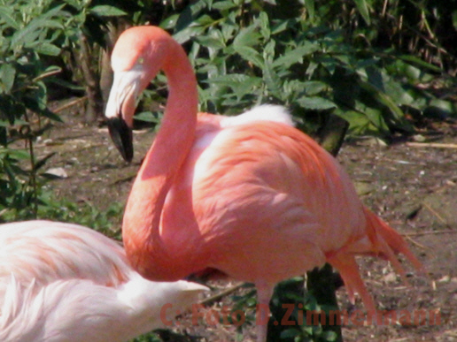 Flamingo01.jpg