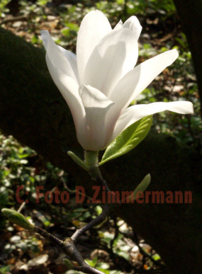 Magnolienbluehte01b.jpg