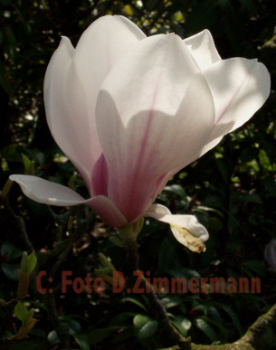 Magnolienbluehte01c.jpg