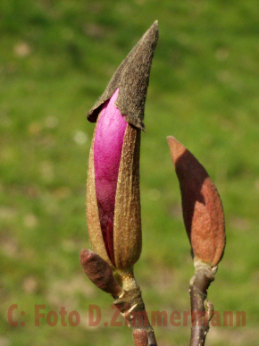 Magnolienknospe01.jpg