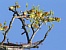 Baumknospe01.jpg