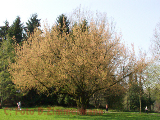 volle_Baumbluehte03Rosengarten01.jpg