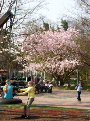 volle_Baumbluehte05Spielplatz.jpg