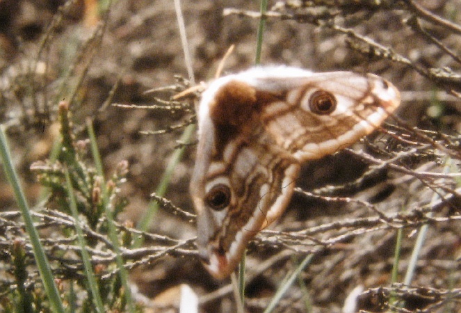 11_schmetterling_im_gras.jpg
