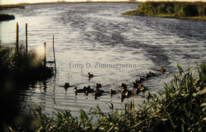 13b_entenanmarsch_gr_meer.jpg