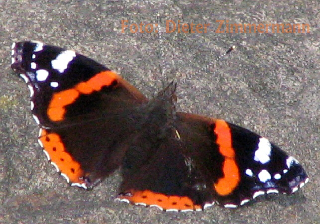 schmetterling02.tif.jpg