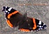 schmetterling02.tif.jpg