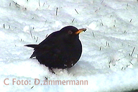 Amsel-01.jpg