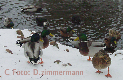 Enten-im-Schnee-01.jpg