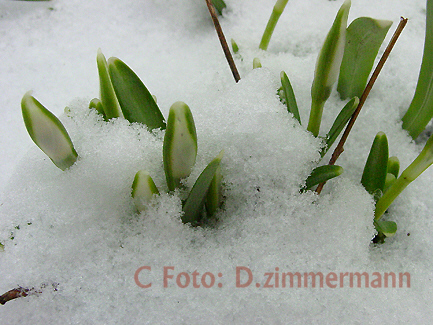 Schneegloe-im-Schnee-02.jpg