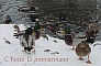 Enten-im-Schnee-01.jpg