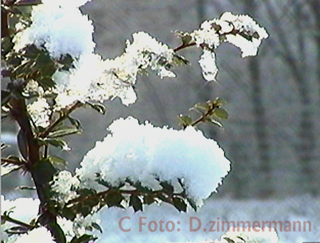 Winter-03.jpg