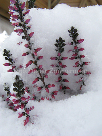 04_heidekraut_im_schnee.jpg