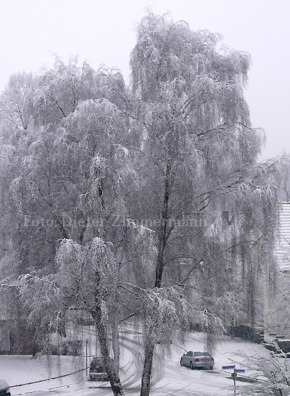 10_schneebaum02.jpg