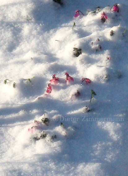 12_alpenfeilchen_im_schnee00.jpg