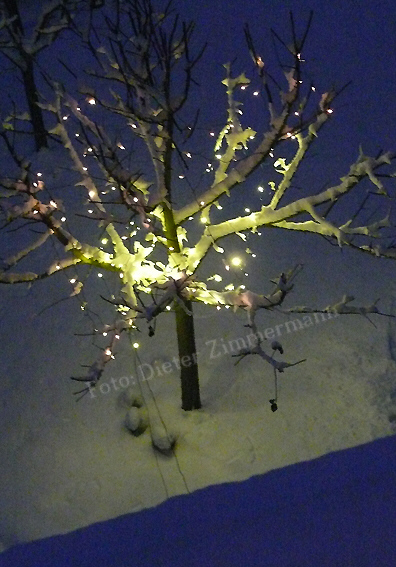 37_nachbars_garten_lichterbaum.jpg