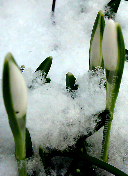 45_schneeglockentrieb_im_schnee.jpg