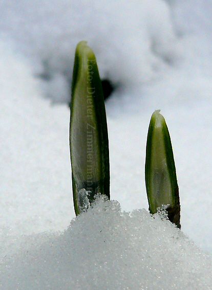 46_ersten_schneeglockentriebe_im_schnee.jpg