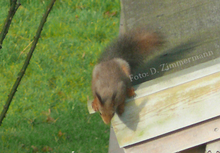 02_Eichhoernchen_im Garten.jpg