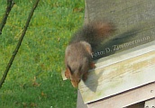 02_Eichhoernchen_im Garten.jpg