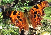 04_schmetterling.JPG