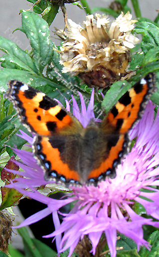 27_schmetterling_IMG_1118.jpg