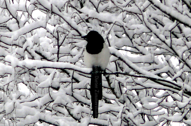 38_vogel_elster_im_schneegeaest01.jpg