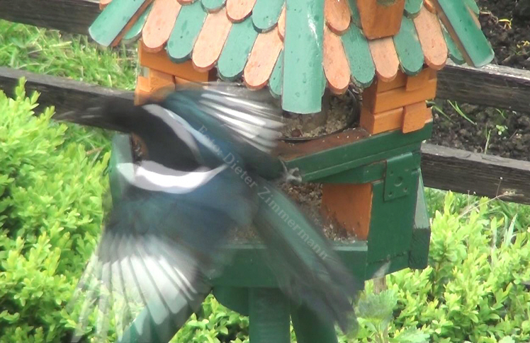 42_vogel_elster_vogelhaus_abflug_08.jpg