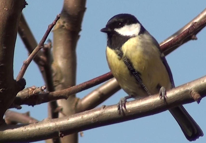 44_vogel_meise_im_baum_01.jpg