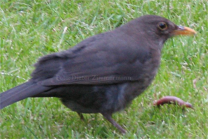 47_vogel_amsel02.jpg