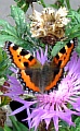 27_schmetterling_IMG_1118.jpg