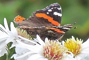 28_schmetterling_IMG_1311.jpg