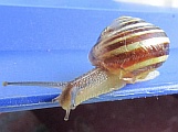 30_schnecke_IMG_2423.jpg