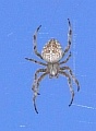 37_spinne_P1050034.jpg