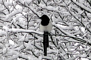 38_vogel_elster_im_schneegeaest01.jpg